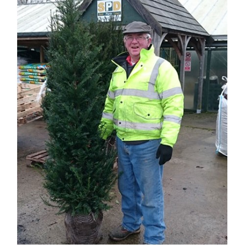 Yew Rootball Hedge Taxus Baccata English Native 3-4ft | ScotPlants Direct